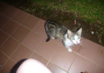 PNG_P1020375-cat