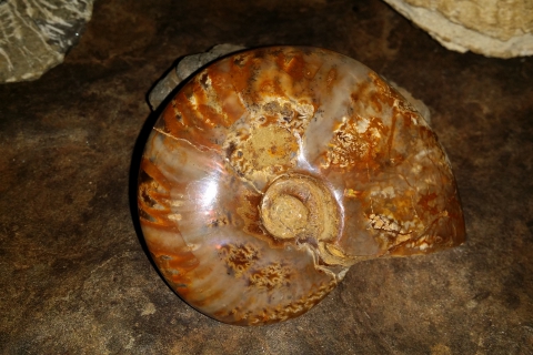 my-fossils-ammonite-01_20170627