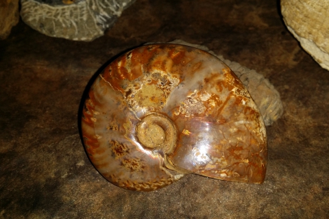 my-fossils-ammonite-02_20170627