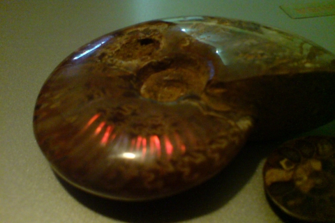 my-fossils-ammonite-03-DSC00099