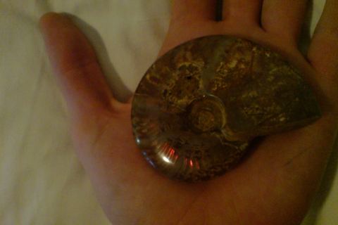 my-fossils-ammonite-04-DSC00108