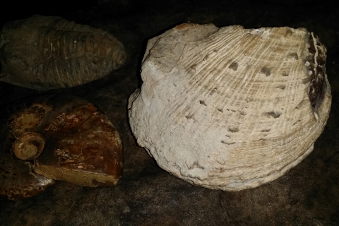 my-fossils_20170627-brachiopod-01