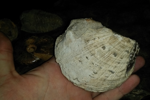 my-fossils_20170627-brachiopod-02