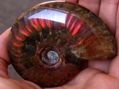 web-Craspedodiscus-Ammonite-01