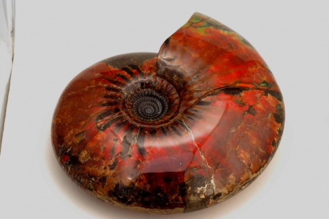 web-Craspedodiscus-Ammonite-2