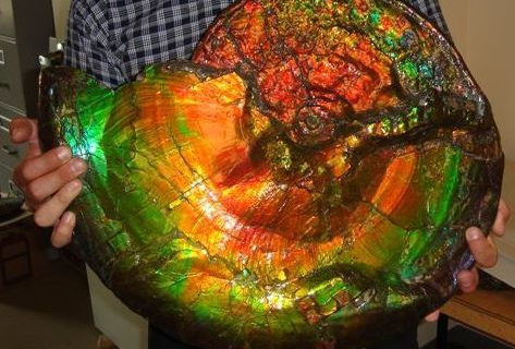 web-opalized-ammonite-fossil-tucson fossil show - 02