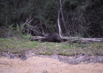 Vic-Trip_Buldah-wombat-DSC_0196 - cropped
