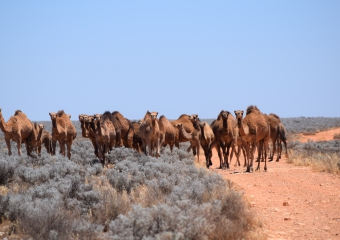 Mundrabilla_DSC_0191-mundrabilla-camels